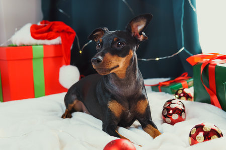 Portrait of funny dog miniature pinscher playing with Christmas ball around gift boxes. Concept of New Year moodの写真素材