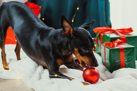 Portrait of funny dog miniature pinscher playing with Christmas ball around gift boxes. Concept of New Year moodの写真素材