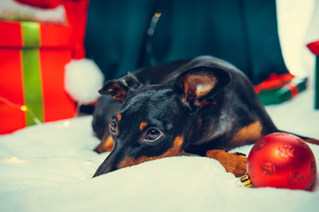 Portrait of funny dog miniature pinscher playing with Christmas ball around gift boxes. Concept of New Year moodの写真素材