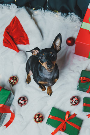 Portrait of funny dog miniature pinscher playing with Christmas ball around gift boxes. Concept of New Year moodの写真素材