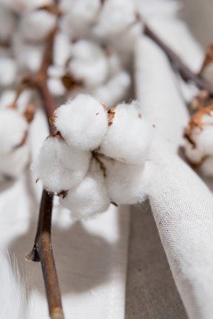 Cotton branch with dry flowers, close up. Concept of eco friendly backgroundの写真素材