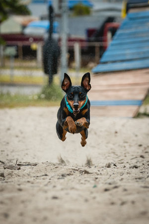 Cute miniature pinscher dog is running and jumping on the sand on the training ground. Healthy and active petの写真素材