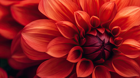 A close-up of a bright red dahlia with its perfectly formed petals, creating a striking visual impact.の素材