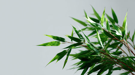 Bamboo branches with green leaves fanned out on a minimal white backgroundの素材
