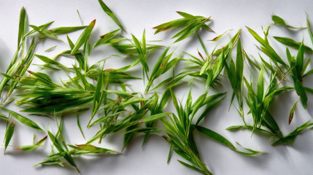 Wide view of randomly spread fresh grass cuttings on white background, showing natural imperfectionの素材