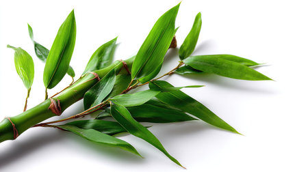 Single green bamboo stalk with leaves isolated on a white background, showcasing clean lines and natural textureの素材