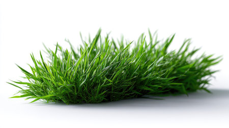 Single blade of green grass with detailed texture, isolated on a plain white surfaceの素材