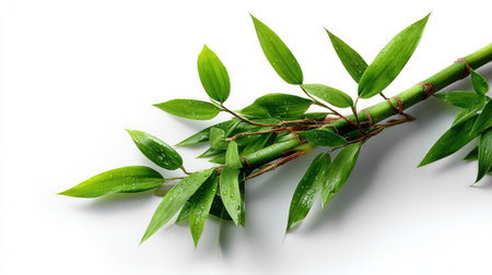 Single green bamboo stalk with leaves isolated on a white background, showcasing clean lines and natural textureの素材