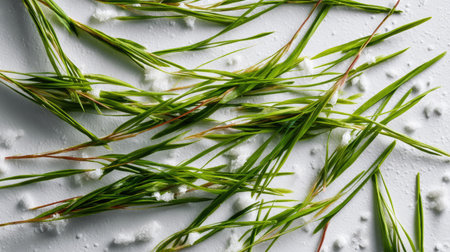 Overhead view of separated green grass strands scattered on a white tableの素材