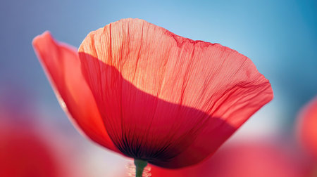 Macro shot of poppy petals in sharp detail with sky blurred softly in the background, emphasizing color contrast and natural eleganceの素材