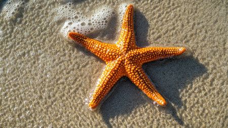 A perfectly preserved orange starfish on a smooth stretch of sand, representing a moment of serenityの素材
