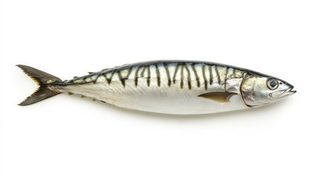 Isolated fresh mackerel with intact tail and head, lying neatly on white background with space for text or brandingの素材