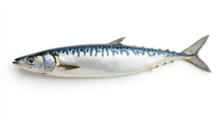 Top-down view of a single mackerel fish isolated on white, with visible fins and natural coloring for food presentationの素材