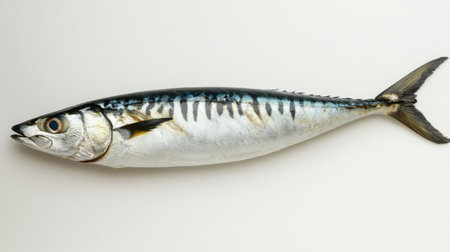 Studio shot of mackerel lying flat on white background, emphasizing freshness, natural texture, and fish anatomyの素材