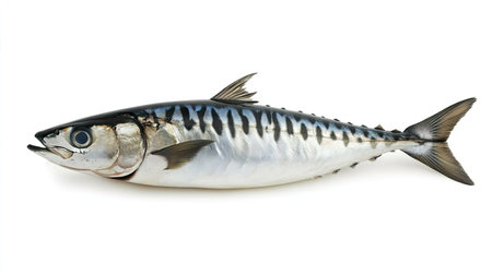 Side view of mackerel with realistic details and sharp focus, isolated on a plain white surface for commercial useの素材