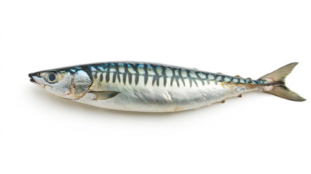 Raw mackerel fish isolated on white with shadow beneath, highlighting shape, skin pattern, and fresh qualityの素材