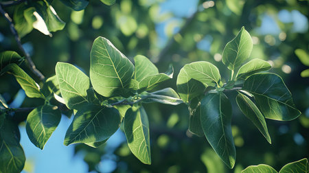 A close-up of the green leaves of a tree crown, with the blue sky and sunlight filtering through.の素材