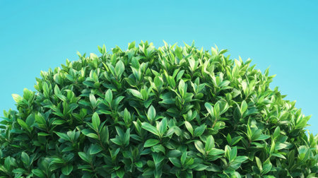 A lush green tree crown with fresh leaves, perfectly aligned against a brilliant blue sky on a sunny day.の素材