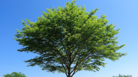A tall tree with a full green canopy, stretching towards the sky on a bright, cloudless day.の素材