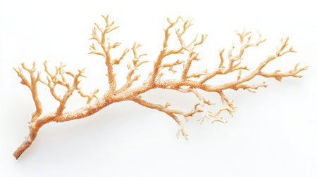 A single coral branch, isolated on white, with soft, detailed textures and a subtle glow from natural light.の素材