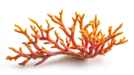 Close-up of a vibrant coral branch, isolated on a clean white background, highlighting its texture and details.の素材