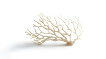 A simple, elegant piece of white coral isolated against a white background, with soft shadows accentuating its form.の素材