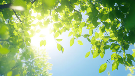 A bright, fresh green tree crown, with sunlight filtering through the leaves, set against a blue sky.の素材