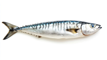 Fresh whole mackerel fish isolated on a clean white background, showing shiny scales and detailed texture for seafood conceptの素材