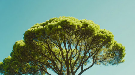 A vibrant green tree crown against the backdrop of a clear blue sky, capturing the essence of nature.の素材