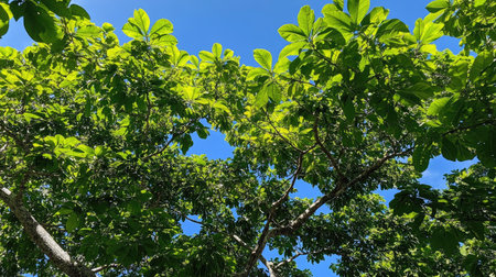 A vibrant green tree canopy with abundant leaves, reaching for the clear, bright blue sky.の素材