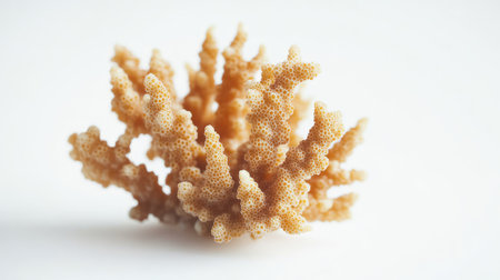 A detailed close-up of a small coral, isolated on white to show its organic, branching structure.の素材