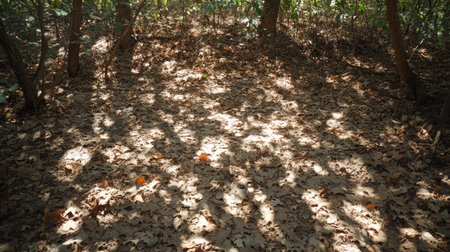 Morning sunlight filtering through a forest, casting intricate shadows on the forest floorの素材