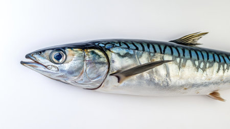 High-resolution image of mackerel with clear scale texture and fin details, set against white background for clean lookの素材