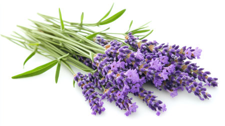 A group of lavender sprigs with fresh purple flowers and green stems, arranged neatly on white.の素材