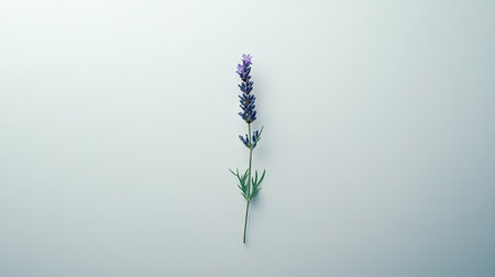 A minimalist composition of one lavender sprig with purple flowers, artistically placed on a white background.の素材