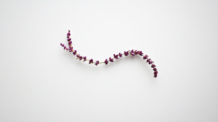 A minimalist composition of one lavender sprig with purple flowers, artistically placed on a white background.の素材