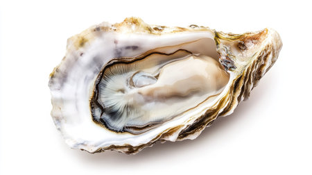 A freshly shucked oyster with intricate shell details and tender meat, isolated sharply against a white background.の素材