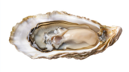 A freshly shucked oyster with intricate shell details and tender meat, isolated sharply against a white background.の素材