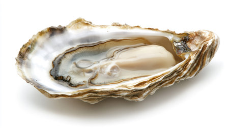A freshly shucked oyster with a rough textured shell and smooth, juicy meat inside, isolated on a clean white backdrop.の素材