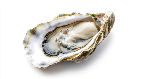 A fresh, raw oyster served naturally in its shell, with smooth textures and a pearly sheen, isolated on a white background.の素材