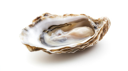A fresh oyster in its shell with a small pool of natural brine, isolated perfectly on a white background.の素材