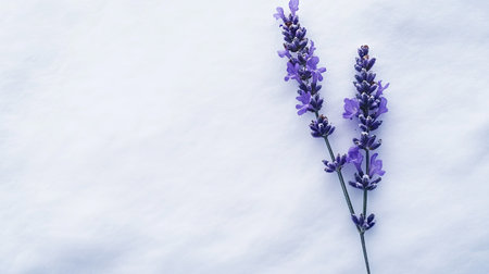 A single lavender sprig with fresh purple blossoms, arranged elegantly against a white background.の素材