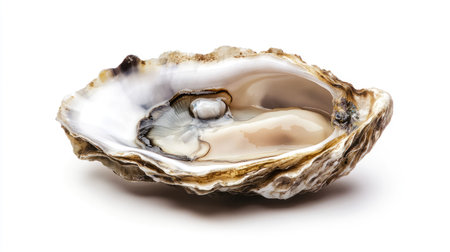 A simple and elegant food styling shot of a raw oyster, opened and displayed in its half shell, isolated on white.の素材