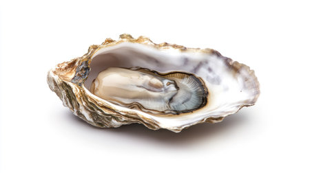 A simple and elegant food styling shot of a raw oyster, opened and displayed in its half shell, isolated on white.の素材