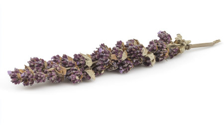 A dried lavender sprig with purple flowers still intact, placed against a pure white background.の素材