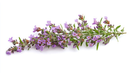 A close-up of a lavender sprig with tiny purple flowers in full bloom, isolated on white.の素材