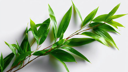 Green bamboo section with multiple leaves fanning out, cleanly separated on a white studio backgroundの素材