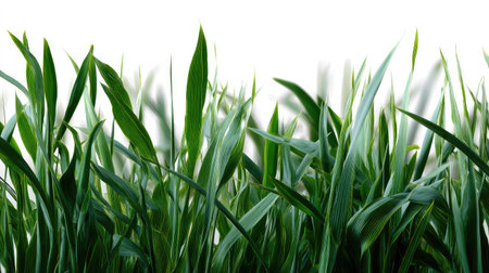 Green grass blades in various lengths isolated on white, arranged organicallyの素材