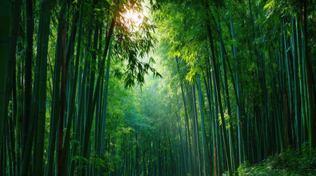 Lush green bamboo forest with tall, straight stalks and soft sunlight filtering through the leaves, perfect for serene background scenesの素材
