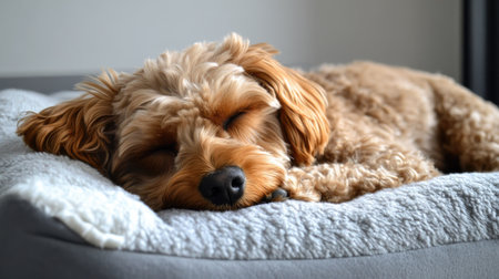 Comfortable dog napping on a soft, fluffy pillow dog bed, enjoying a well-deserved rest.の素材